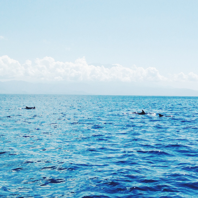 Dolphin sightings twice in a morning.