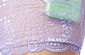 Metallic-Kissed Lavender Alexa Garter