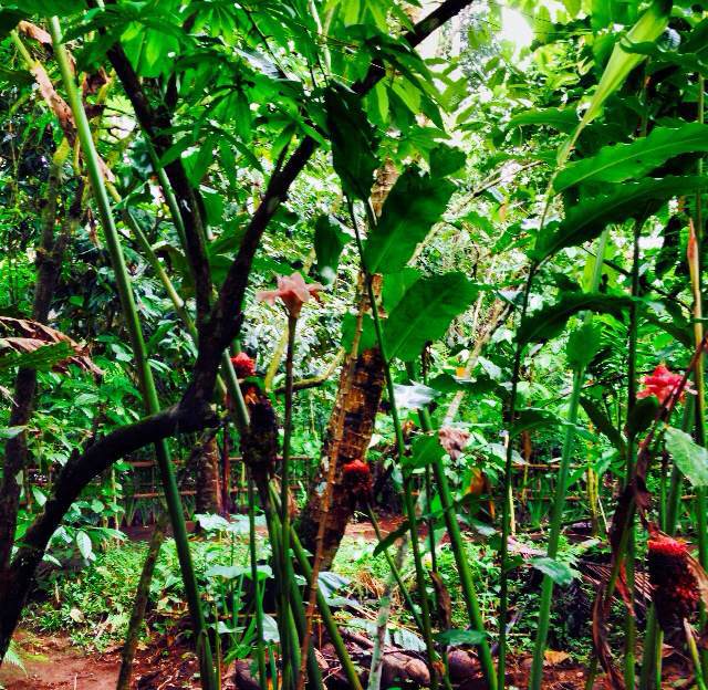 Trees at the coffee farm that grows Bali cacao, ginseng, ginger, lemon grass, cinnamon, cloves, vanilla, and chili among other things. The flavors from these plants are infused with coffee produced here. Kopi Luwak (also known as civet cat coffee) is the most popular (and expensive) coffee here.